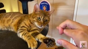 Normally, your energetic pussy is quiet when playing with you … .